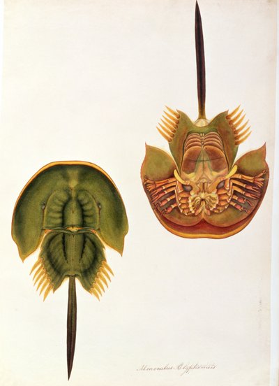 Monoculus Polyphemus, from Drawings of Animals, Insects and Reptiles from Malacca by Chinese School